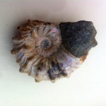 Epicheloniceras sp.