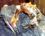 Diadochoceras recticostatum.