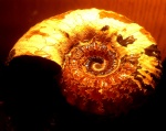 Acanthohoplites
