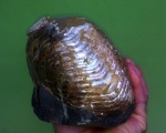 Cymatoceras.
