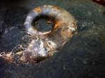 Lytoceras.