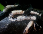 Шрамированый HELICANCYLUS PATAGONICUS