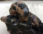 Повреждение Desmoceratidae.