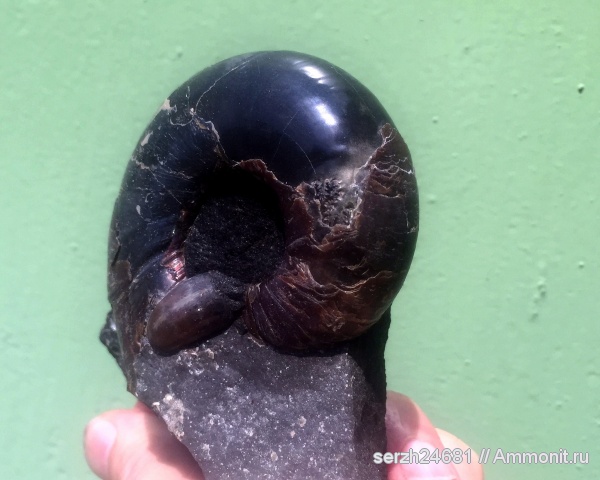 мел, Россия, головоногие моллюски, мезозой, беспозвоночные, нижний мел, аптский ярус, прижизненные повреждения, Eogaudryceras, Краснодарский край, р. Курджипс, ammonoid sublethal injuries