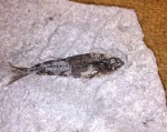 Mugilidae ?