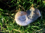 Acanthohoplites(forma undaticarinata)