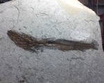 Merluccius .