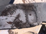 Рыба в бурых водорослях.