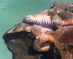 Устьевое прижизненое повреждение HELICANCYLUS PATAGONICUS .Lytoceras.