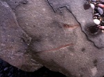 Sungnathus & Clupea.