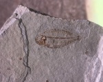 Arnoglossus.