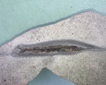 Palaeorhynchus parini.