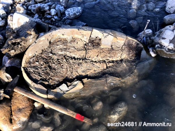 неоген, Россия, рыбы, позвоночные, кайнозой, Краснодарский край, SCOMBRIDAE, fish