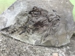 Голова хищной рыбы (Sarda remola?)