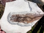 Хек(Merluccius)