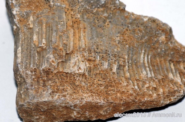 девон, Devonian, Favosites