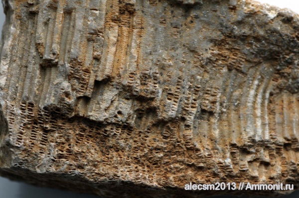 девон, Devonian, Favosites