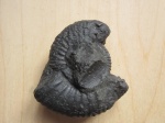 Аммонит Dorsoplanites panderi