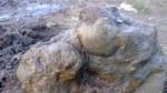 Gryphaea lucerna, Никитино