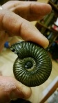 Amoeboceras serratum