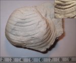 Echinoconchus punctatus