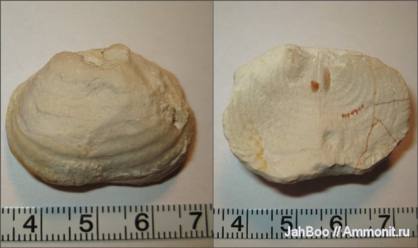 карбон, Echinoconchus, Productida