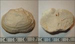 Echinoconchus punctatus?