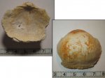 Admoskovia inflatiformis