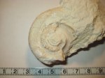 Euomphalus sp.