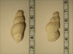 Palaeostylus sp. ?