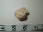 Cromyocrinus sp.