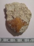 Brachythyrina kleini Brachythyrina kleini