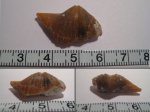 Brachythyrina strangwaysi Brachythyrina strangwaysi