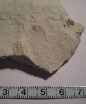 Polypora sp. Polypora sp.