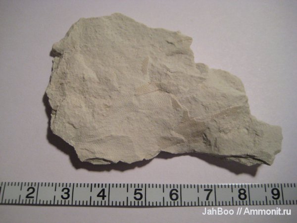 карбон, мшанки, Fenestella