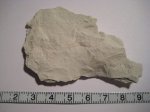 Fenestella sp. Fenestella sp.