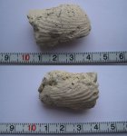 Wilkingia sp.