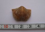 Brachythyrina kleini Brachythyrina kleini