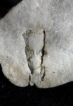 Одиночный коралл