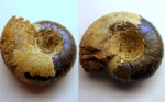 Craspedites