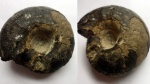 Craspedites kaschpuricus