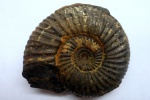Еpivirgatites nikitin