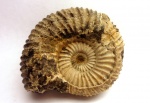 Еpivirgatites