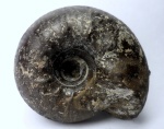 Craspedites kaschpuricus