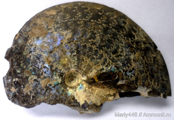 Garniericeras, Кашпир, Сызрань