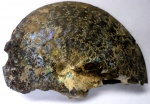 Garniericeras
