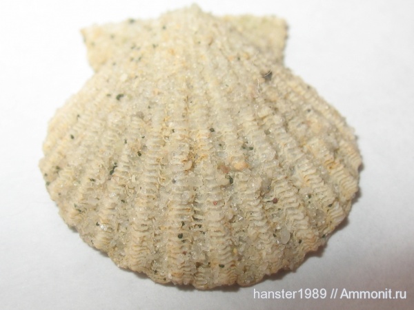 Pecten