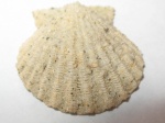 двустворка Pecten sp.