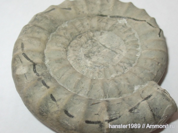 Arietites