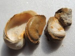 раковина .Amphidonta conica Sow.